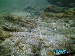 Lepidoblennius marmoratus