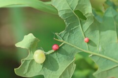 Cynips quercusfolii