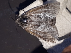 Prionoxystus macmurtrei