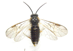 Pristiphora punctifrons