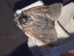 Prionoxystus macmurtrei