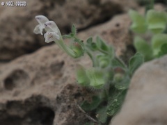 Scutellaria utriculata