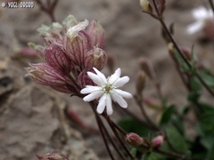 Silene odontopetala