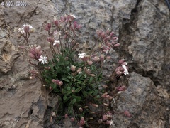 Silene odontopetala