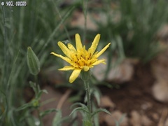 Tragopogon buphthalmoides