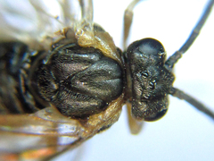 Pristiphora punctifrons