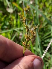 Juncus greenei
