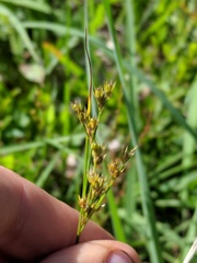Juncus greenei