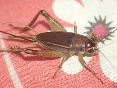 Teleogryllus mitratus
