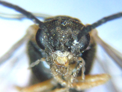 Pristiphora punctifrons