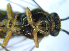 Pristiphora punctifrons