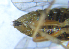 Pristiphora punctifrons