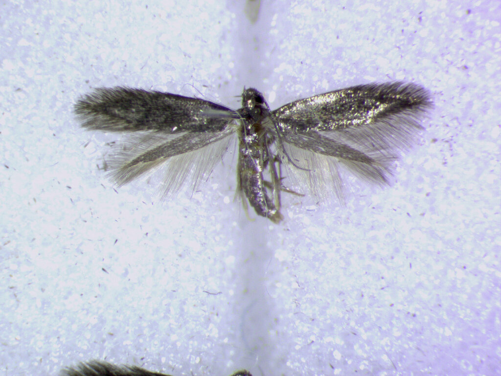 Coptotriche admirabilis