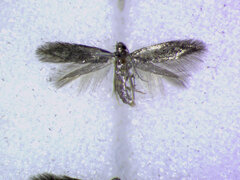 Coptotriche admirabilis