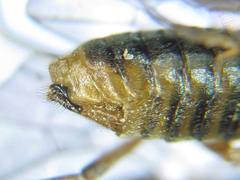 Pristiphora punctifrons