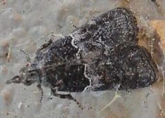 Satole ligniperdalis