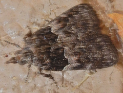 Satole ligniperdalis