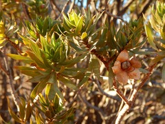 Eremophila duttonii
