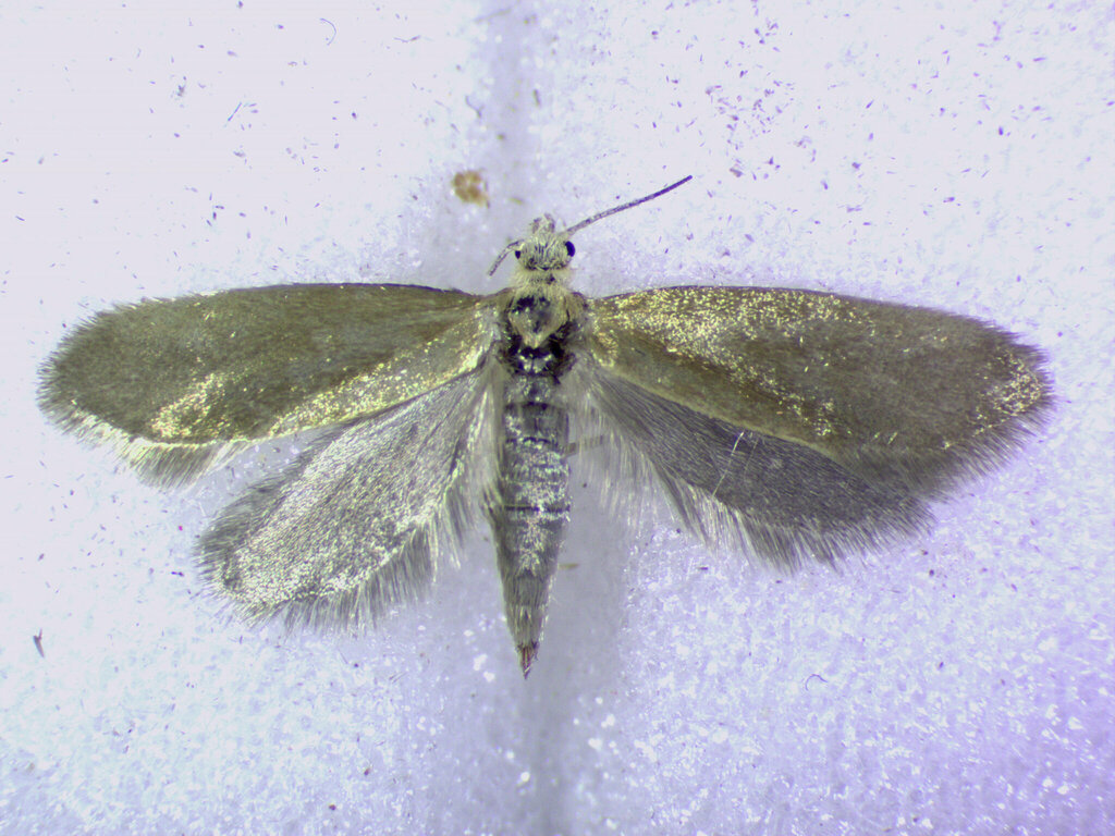 Lampronia sublustris