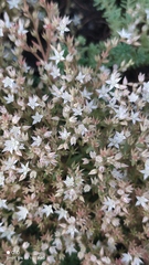 Sedum pallidum