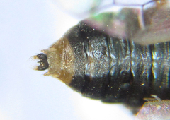 Pristiphora punctifrons