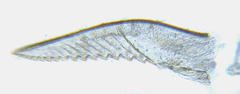 Pristiphora punctifrons