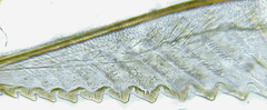 Pristiphora punctifrons