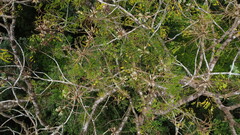 Stryphnodendron