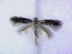 Coptotriche admirabilis