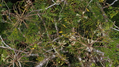 Stryphnodendron