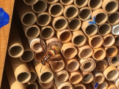 Euodynerus pratensis