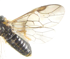 Pristiphora punctifrons