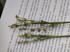 Juncus marginatus