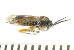Pristiphora punctifrons