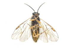 Pristiphora punctifrons