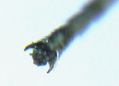 Pristiphora punctifrons