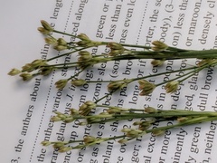 Juncus marginatus