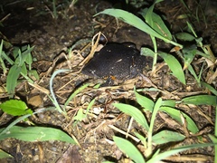 Elachistocleis pearsei