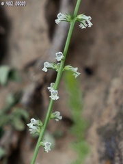 Anarrhinum forskaohlii