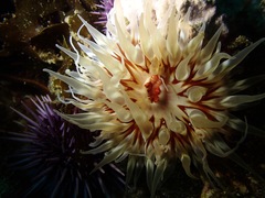 Urticina mcpeaki