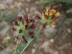 Astragalus ehrenbergii