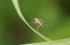 Aedes japonicus