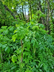 Angelica archangelica