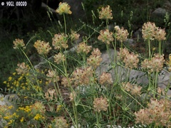 Astragalus ehrenbergii