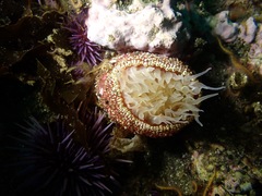 Urticina mcpeaki