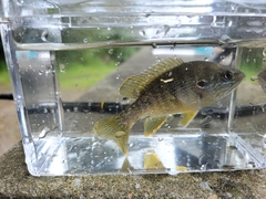 Lepomis cyanellus