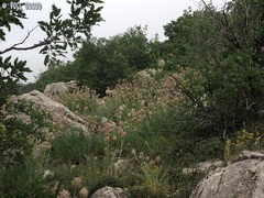 Astragalus ehrenbergii