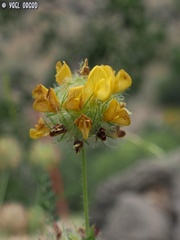 Astragalus ehrenbergii