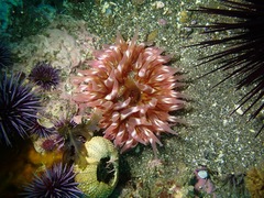 Urticina mcpeaki