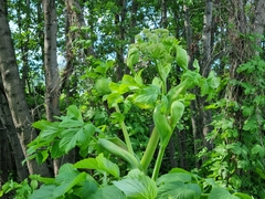 Angelica archangelica